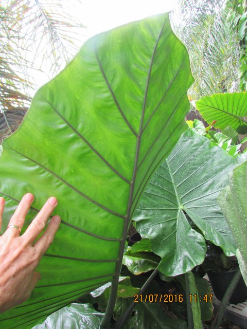 Alocasia Dark Star leaf reverse