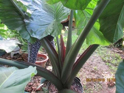 Alocasia Dark Star base