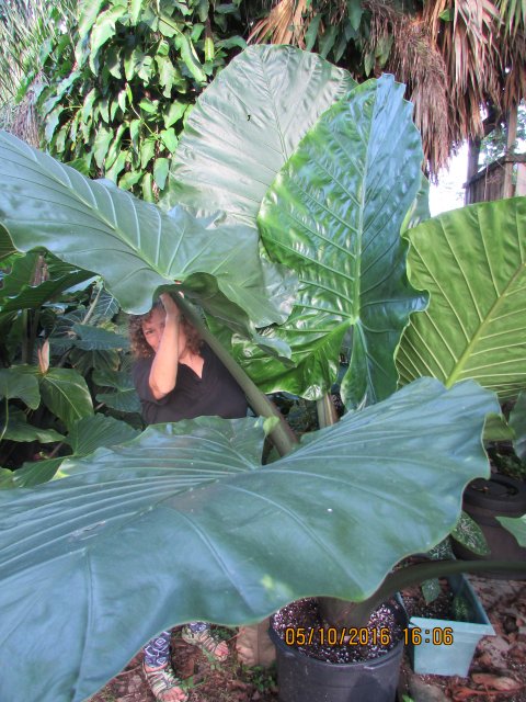 Alocasia Dark Star size Alocasia Dark Star size