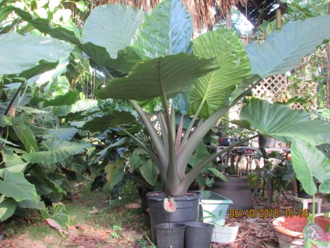 Alocasia Dark Star crown