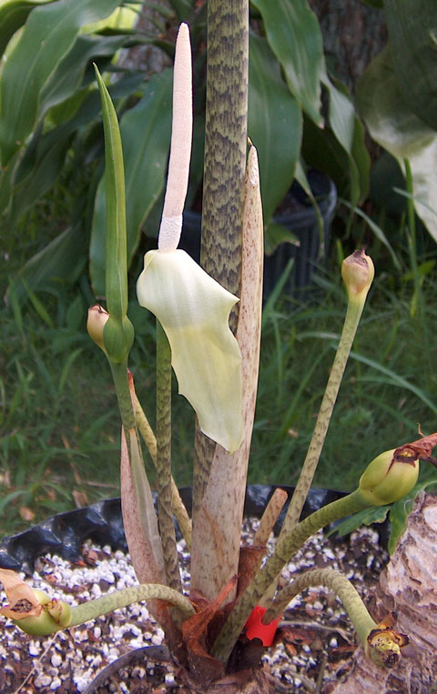 Alocasia advincula inflorescence Alocasia advincula inflorescence