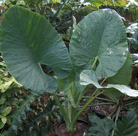 Alocasia alba 2007 Alocasia alba 2007