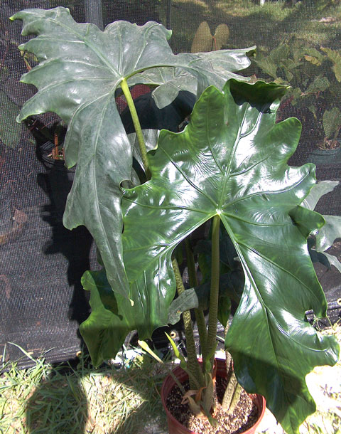 Alocasia advincula Alocasia advincula