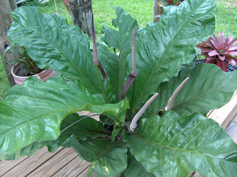 Anthurium sp. birdsnest type Anthurium sp. birdsnest type