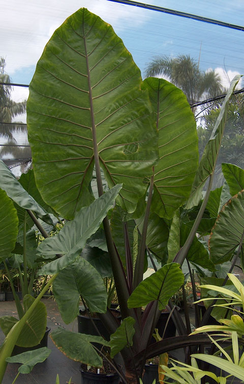 Alocasia mac black stem Alocasia mac black stem