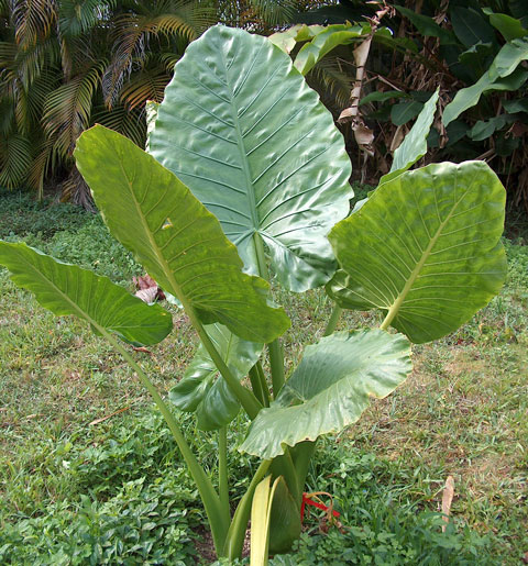 Alocasia Borneo Giant Alocasia Borneo Giant
