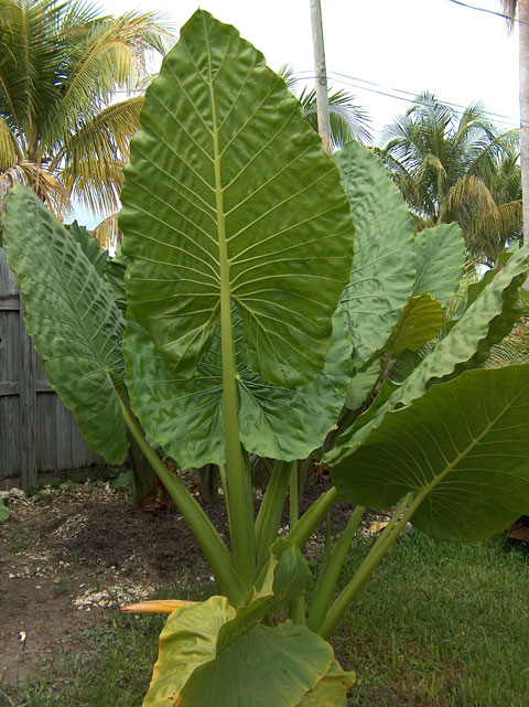 Alocasia Borneo Giant 2 Alocasia Borneo Giant 2