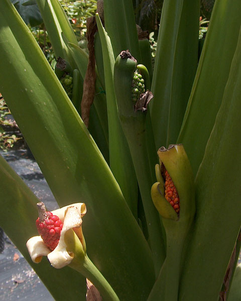 Alocasia Borneo Giant fruiting Alocasia Borneo Giant fruiting