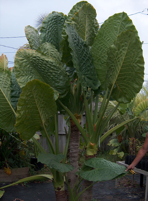 Alocasia Borneo Giant mature Alocasia Borneo Giant mature
