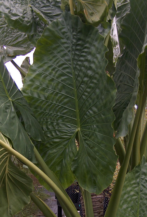 Alocasia Borneo Giant leaf Alocasia Borneo Giant leaf
