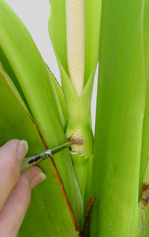 Alocasia pollination 1