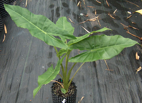 Alocasia x brisbane tigress Alocasia x brisbane tigress