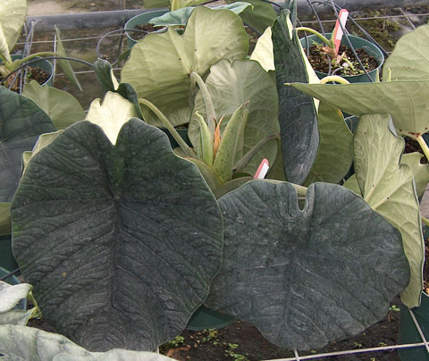 Alocasia chaii plant Alocasia chaii plant