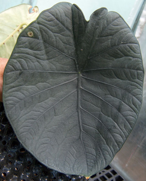 Alocasia chaii leaf Alocasia chaii leaf