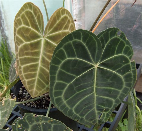 Anthurium clarinervum Anthurium clarinervum