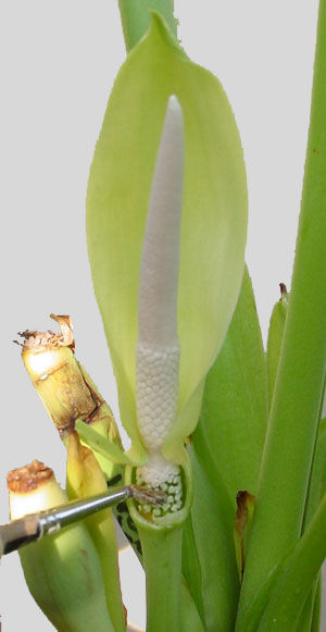Alocasia pollination 2 Alocasia pollination 2