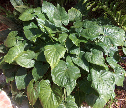 Alocasia cucullata Alocasia cucullata