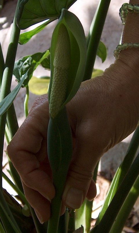 Alocasia cucullata bloom Alocasia cucullata bloom