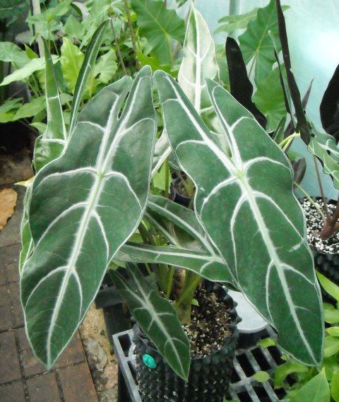 Alocasia type C