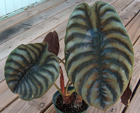 Alocasia cuprea Alocasia cuprea