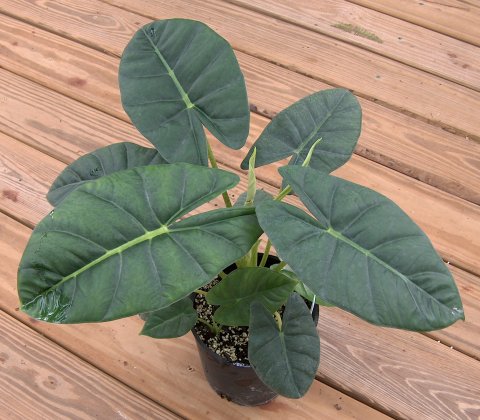 Alocasia Frydek-Bullata