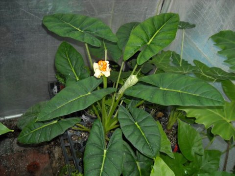 Alocasia Frydek-Bullata fruit