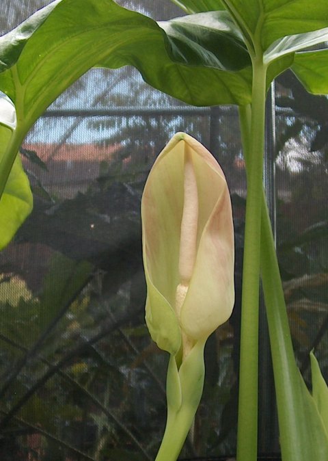 Alocasia hypnosa inflorescence