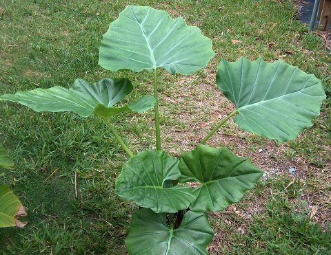 Alocasia hypnosa plant Alocasia hypnosa plant