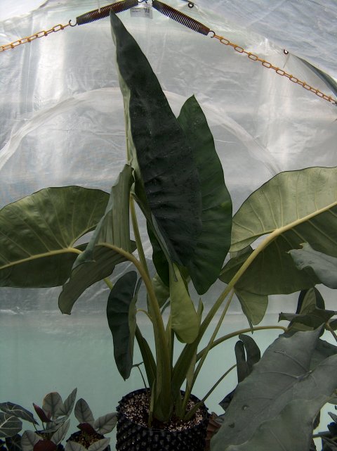 Alocasia scabriuscula LRO Alocasia scabriuscula LRO