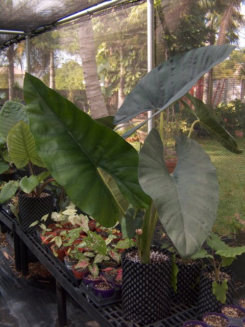 Alocasia scabriuscula LRO 2 Alocasia scabriuscula LRO 2