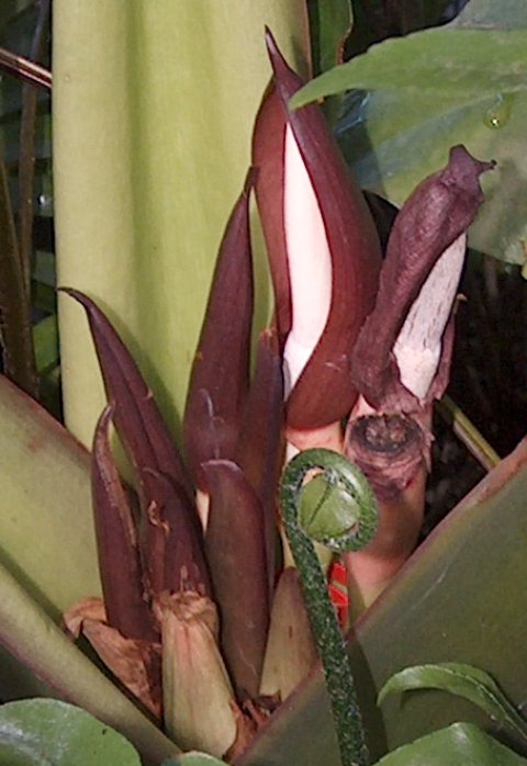 Alocasia robusta blooms 2008 Alocasia robusta blooms 2008