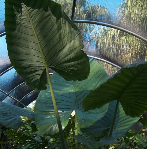 Alocasia robusta 2007 Alocasia robusta 2007