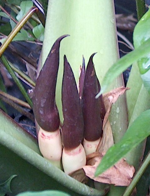 Alocasia robusta new blooms 2008 Alocasia robusta new blooms 2008