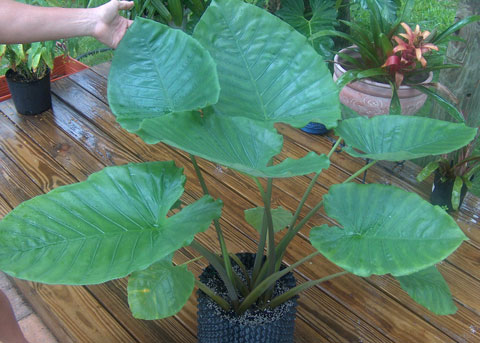 Alocasia robusta