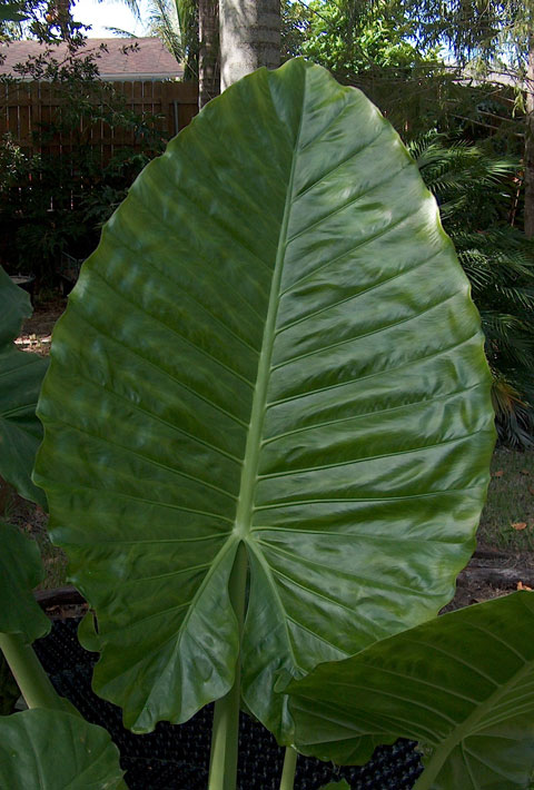 Alocasia Green Giant leaf Alocasia Green Giant leaf