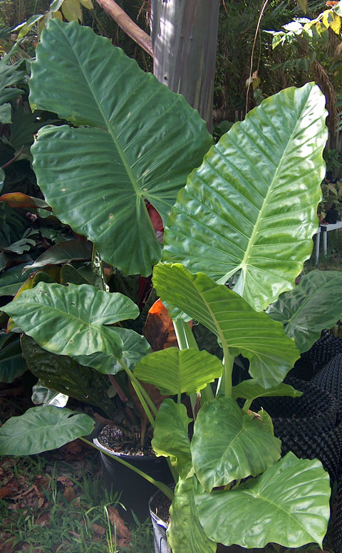 Alocasia Green Giant Alocasia Green Giant
