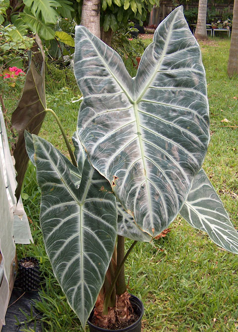 Alocasia lowii