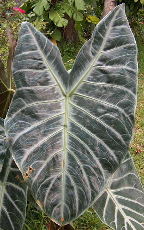 Alocasia lowii leaf Alocasia lowii leaf