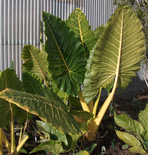 Alocasia lutea Alocasia lutea
