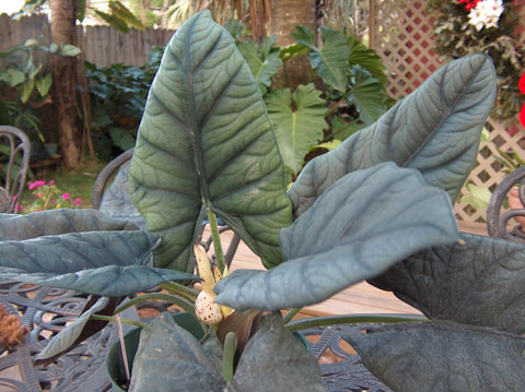 Alocasia reginae Miri Alocasia reginae Miri