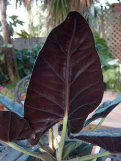 Alocasia Miri leaf Miri leaf underside