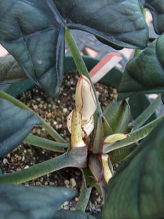 Alocasia Miri inflorescences Miri inflorescences