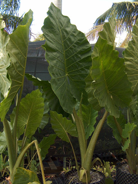 Alocasia Imperial Giant Alocasia Imperial Giant