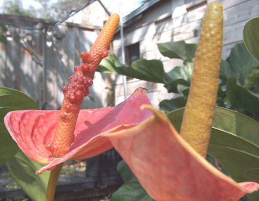 Anthurium andreanum Anthurium andreanum
