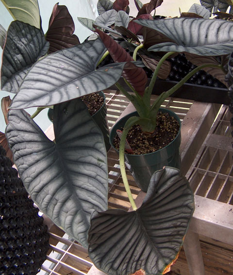 Alocasia nebula imperialis m Alocasia nebula imperialis m