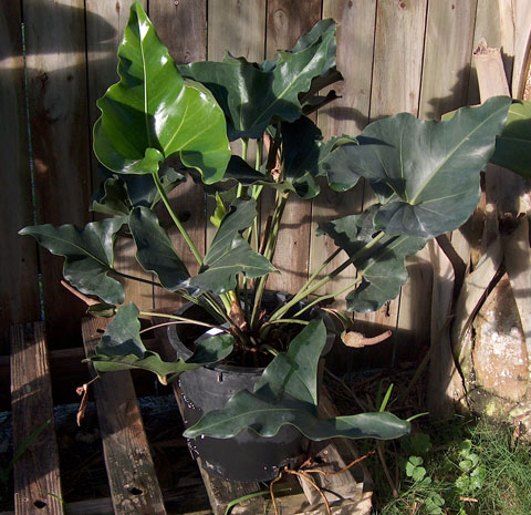 Anthurium sp. #1 Anthurium sp. #1