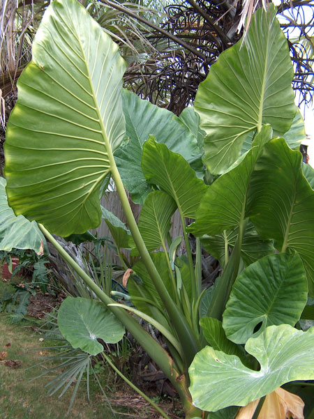 Alocasia odora Alocasia odora