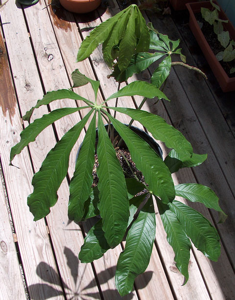 Anthurium croatii