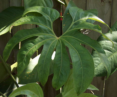 Anthurium pedatoradiatum pic 1 Anthurium pedatoradiatum pic 1