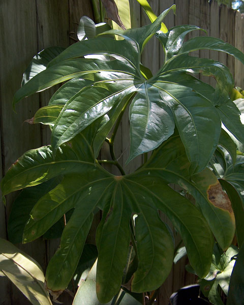 Anthurium pedatoradiatum pic 2 Anthurium pedatoradiatum pic 2